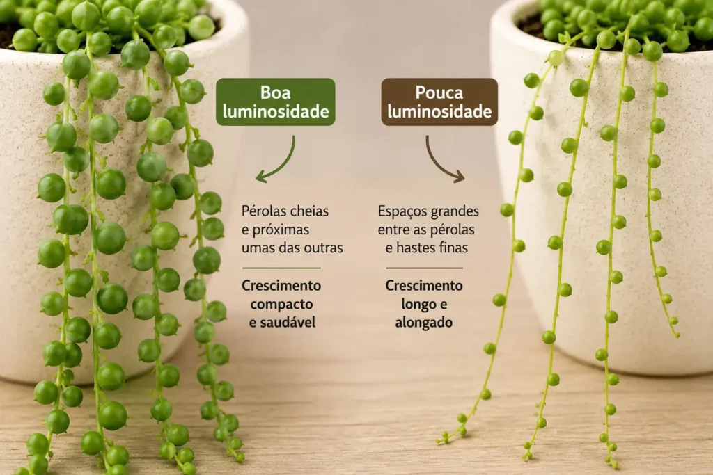 hastes de suculenta colar de pérolas com crescimento compacto e alongado