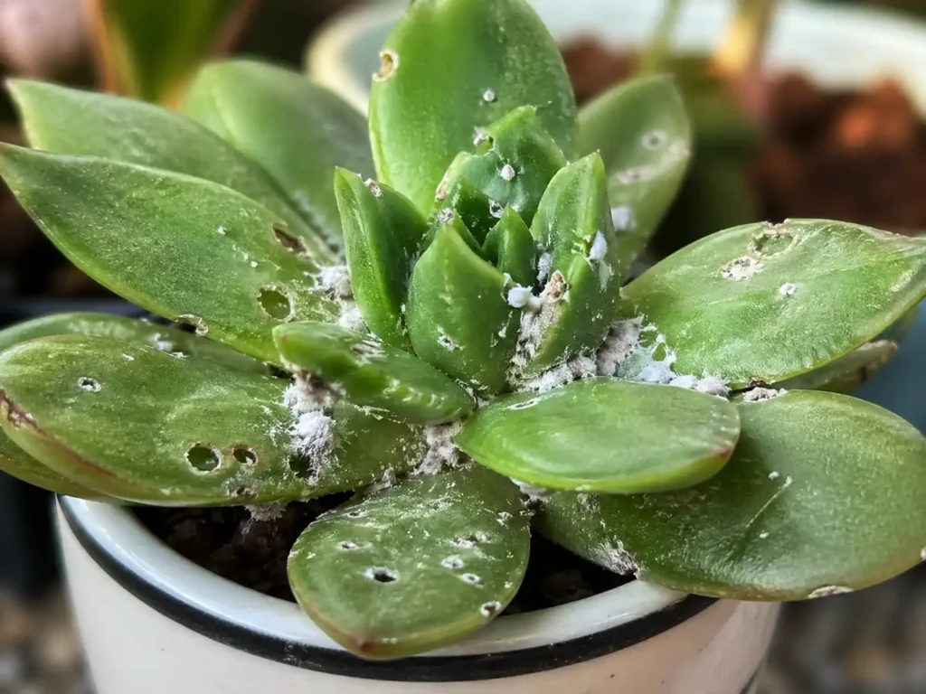 pragas em suculentas